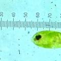 A l'aide de l'étalonnage précédent, on mesure la longueur de cette micro-algue :