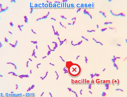 Lactobacillus casei 7
