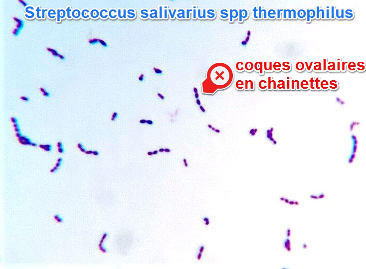 Streptococcus thermophilus yaourt 6