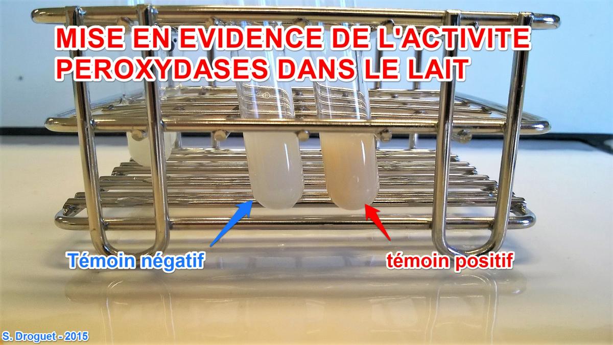 Activites pod de laits 1