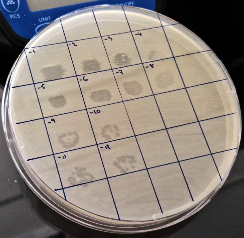 Ampli phages denombrement spots