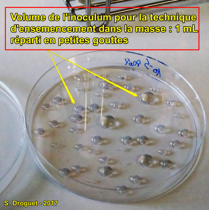 Depot inoculum 1b