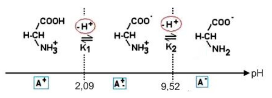 Diagramme ionisation glycine