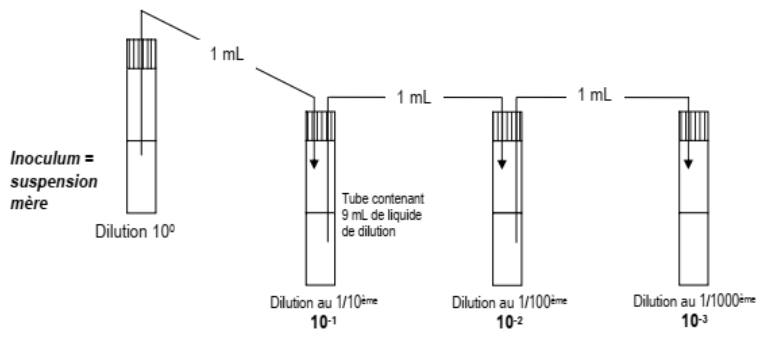 Dilution serie