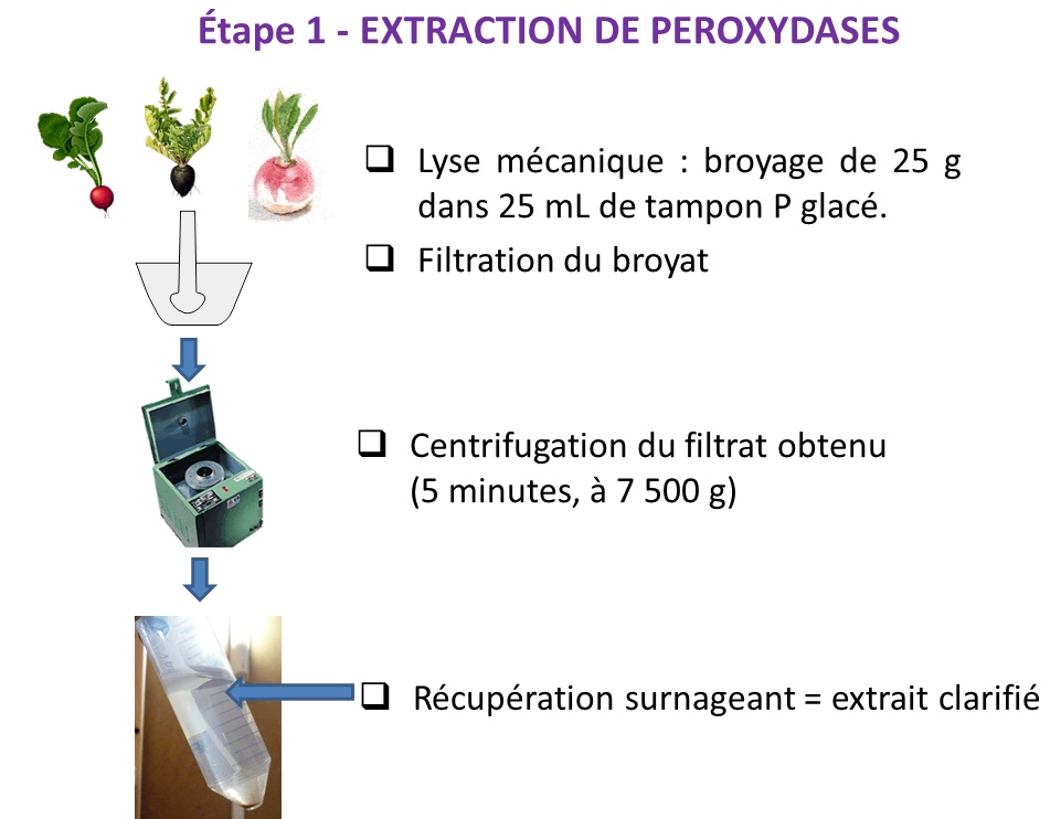 Extraction peroxydases