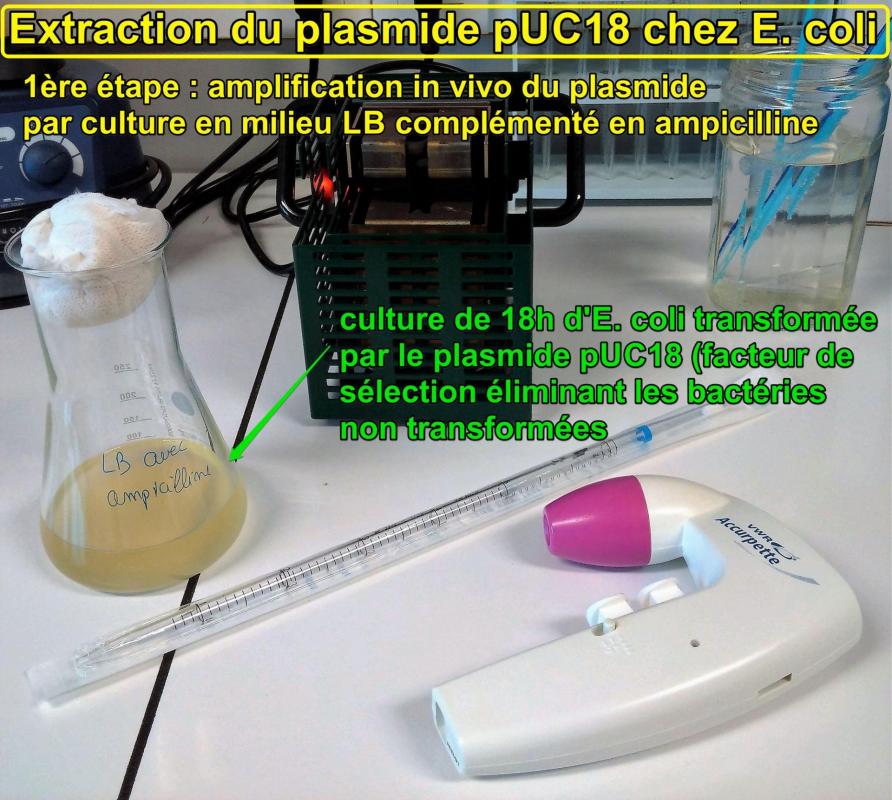Extraction plasmide 1 culture de 18h