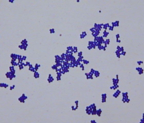 Gram staphylococcus aureus