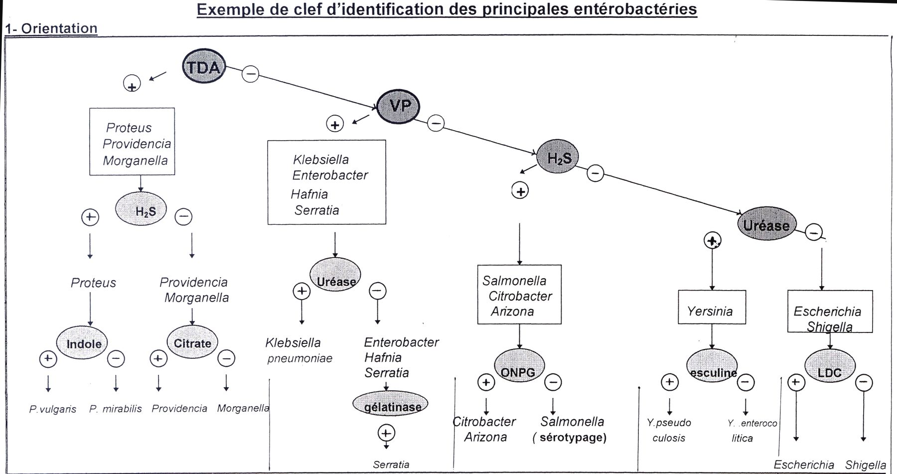 Identification enterobacterie 4b