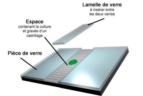 Image 3d hematimetre