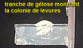 Levure masse gelose 2