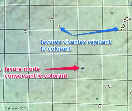 Levures coloration vitale malassez