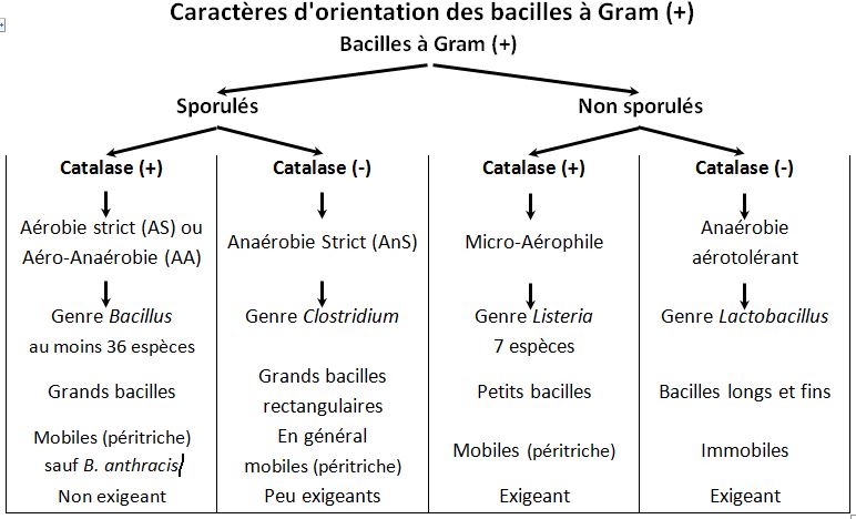 Orientation bacilles gram