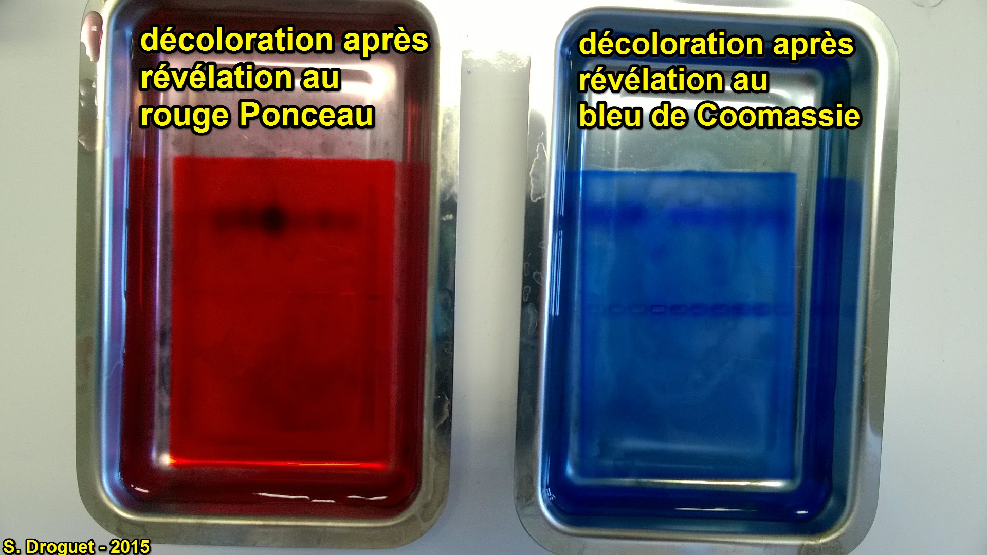 Ponceau vs coomassie