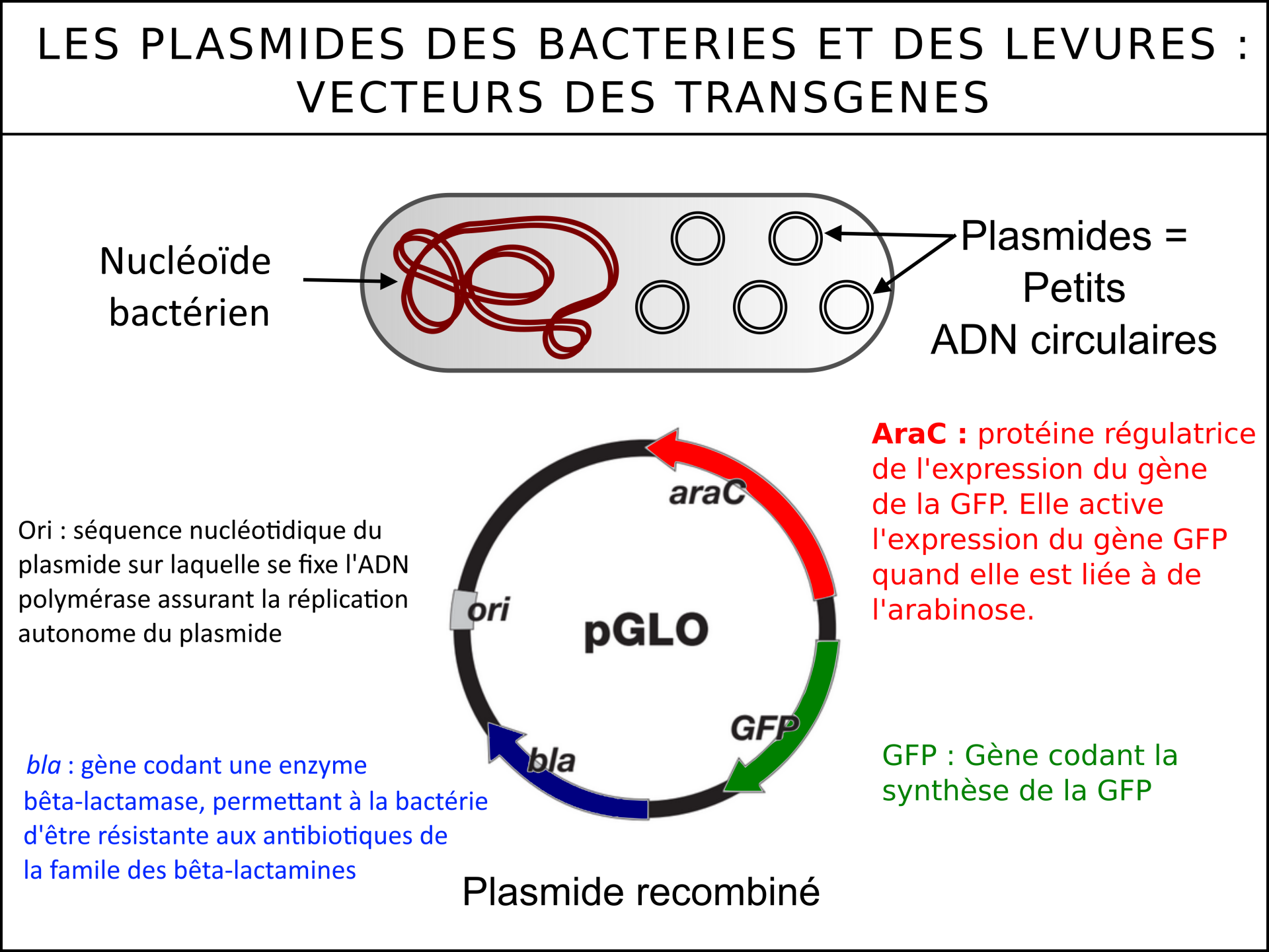 Schema plasmide 1