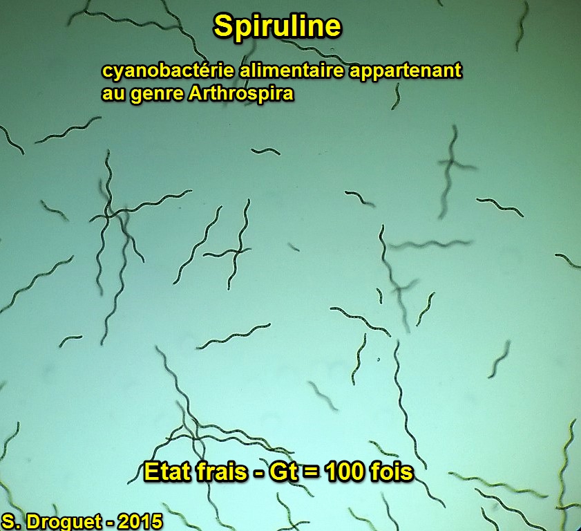 Spirulina arthospira gt 100 fois