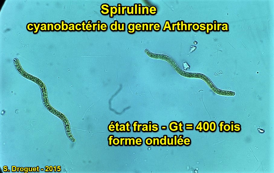 Spirulina arthospira gt 400 fois