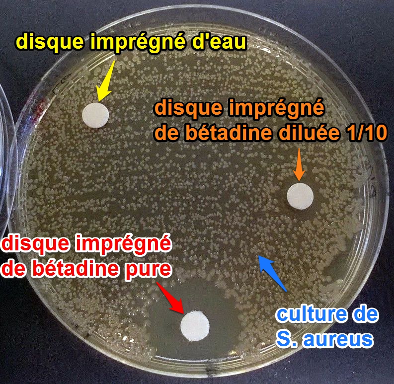 Test efficacite betadine sur staph aureus 1 1